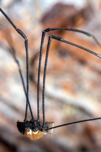 Leiobunum sp.