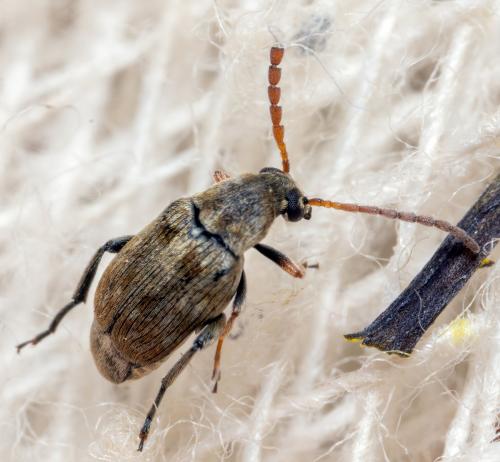 Bruchinae