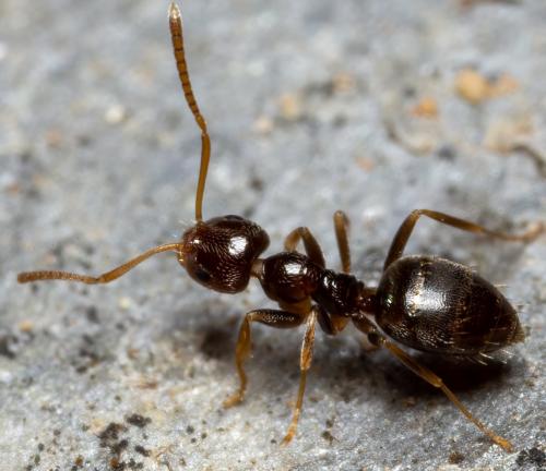 Réf. 277 499 : Plagiolepis pygmaea