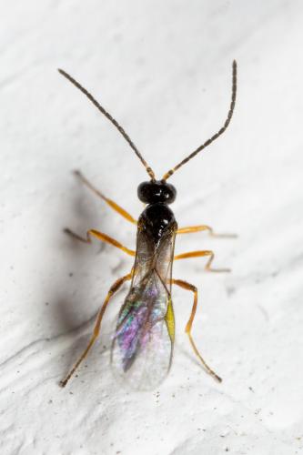Réf. 277 541 : Aphidiinae inconnu