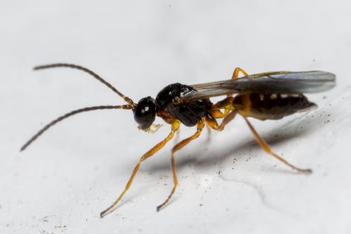 Réf. 277 542 : Aphidiinae inconnu