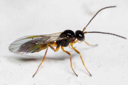 Réf. 277 543 : Aphidiinae inconnu