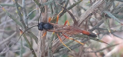 Erigorgus sp.
