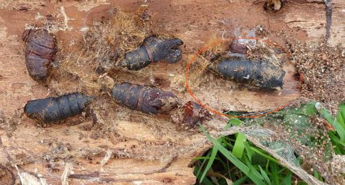 Lymantria dispar