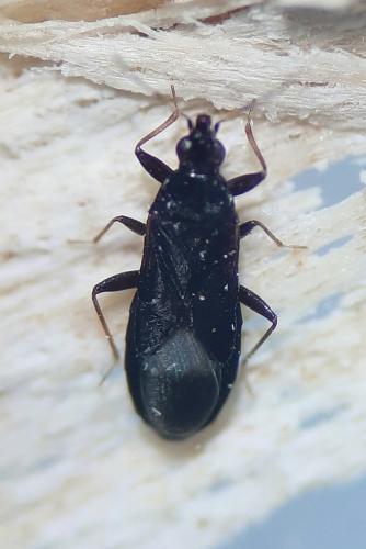 Dufouriellus ater