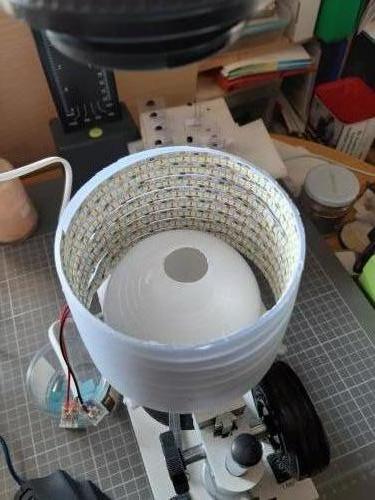 Led sp.