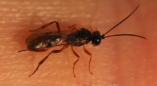 Bathythrix pellucidator