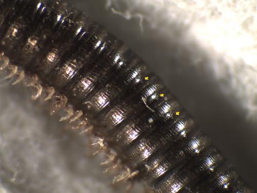 Cylindroiulus sp.