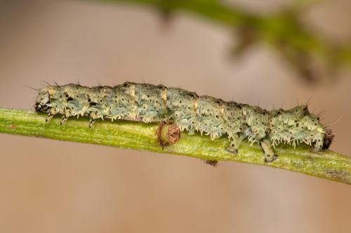 Réf. 277 515 : Laspeyria flexula