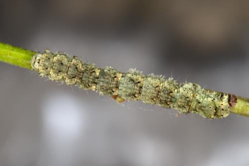 Réf. 277 516 : Laspeyria flexula