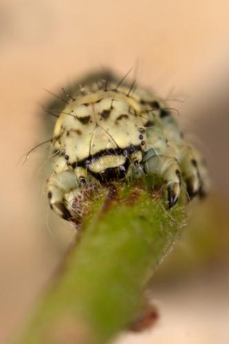 Réf. 277 517 : Laspeyria flexula