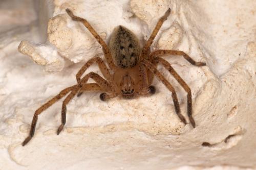 Réf. 277 383 : Olios argelasius