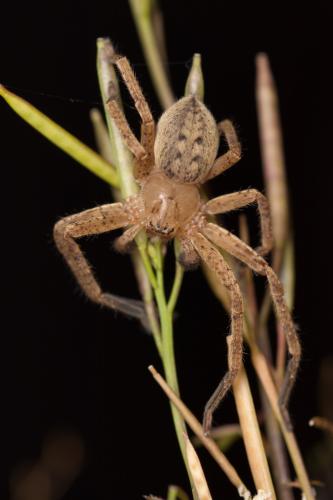 Réf. 277 384 : Olios argelasius