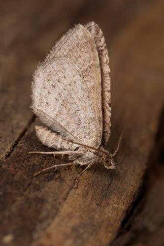 Réf. 277 427 : Costaconvexa polygrammata