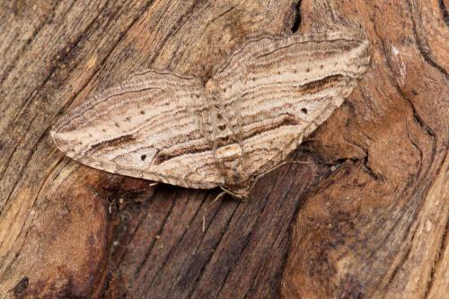 Réf. 277 426 : Costaconvexa polygrammata