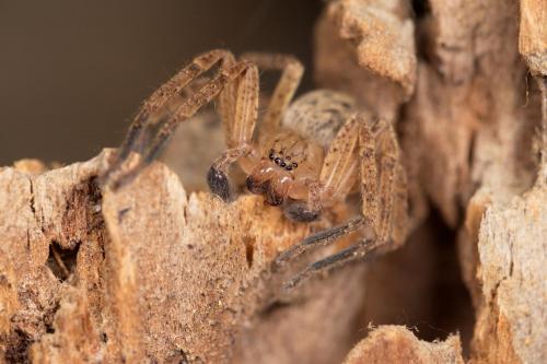 Réf. 277 428 : Olios argelasius