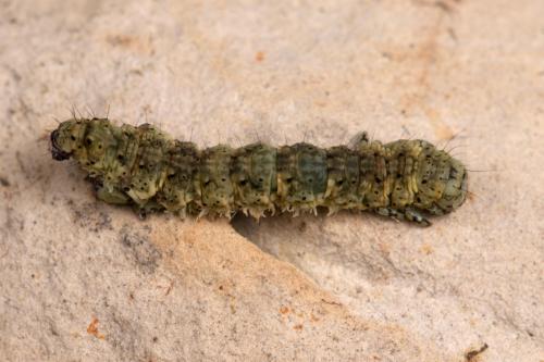 Réf. 277 518 : Laspeyria flexula