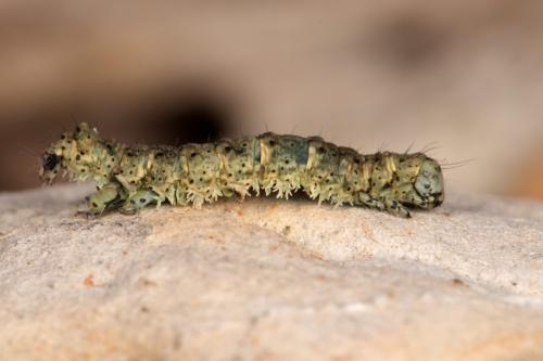 Réf. 277 519 : Laspeyria flexula