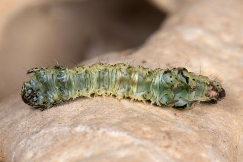 Réf. 277 520 : Laspeyria flexula