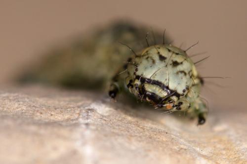 Réf. 277 521 : Laspeyria flexula