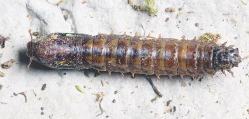 Réf. 277 728 : Tipula lunata