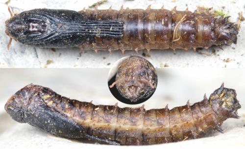 Réf. 277 729 : Tipula lunata