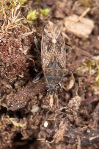 Peritrechus nubilus