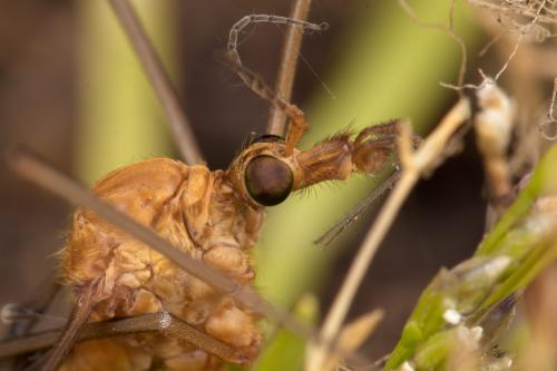 Réf. 277 732 : Tipula lunata