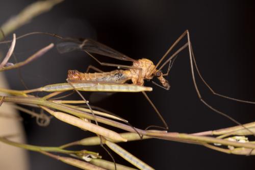 Réf. 277 731 : Tipula lunata