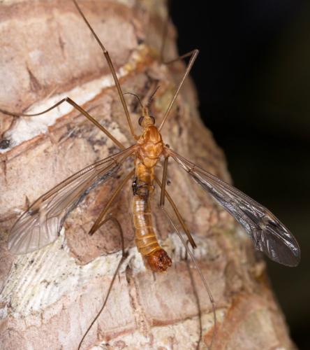 Réf. 277 730 : Tipula lunata