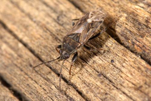 Peritrechus nubilus