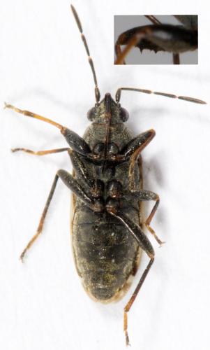 Réf. 277 707 : Peritrechus nubilus