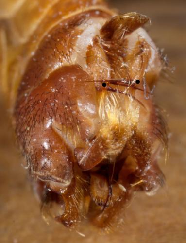 Réf. 277 757 : Tipula lunata