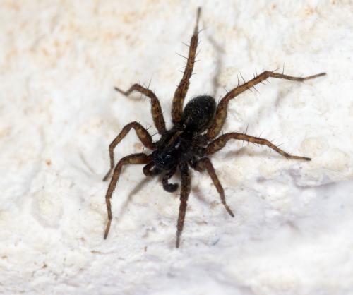 Pardosa tenuipes