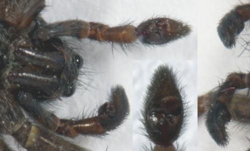 Pardosa tenuipes