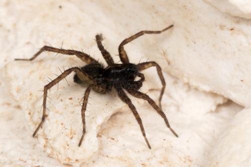 Pardosa tenuipes