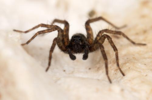 Pardosa tenuipes