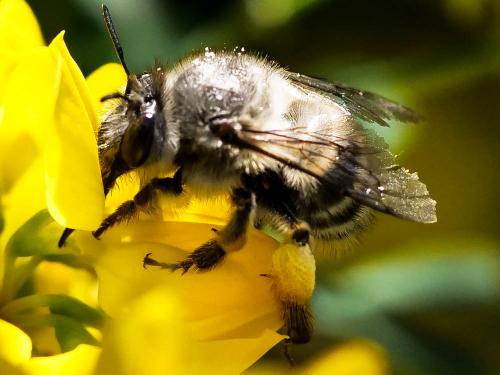 Anthophora dispar