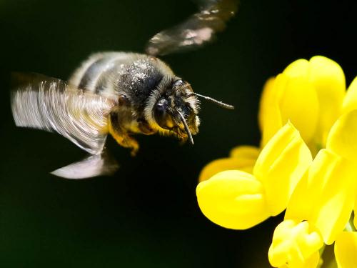 Anthophora dispar