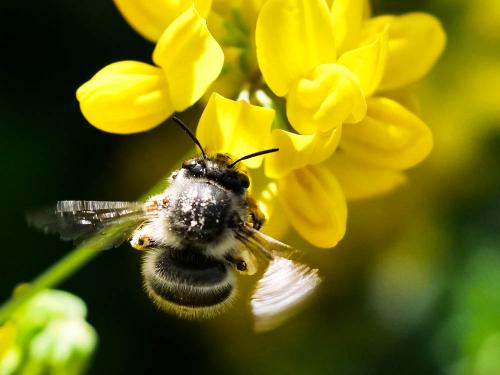 Anthophora dispar