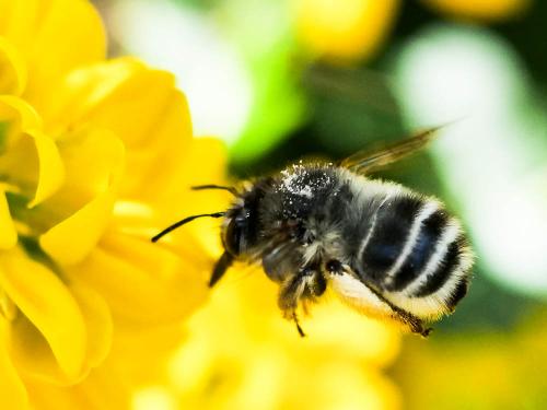 Anthophora dispar