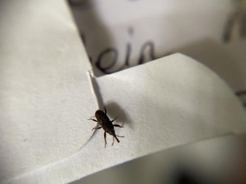 Réf. 277 177 : Sitophilus sp.