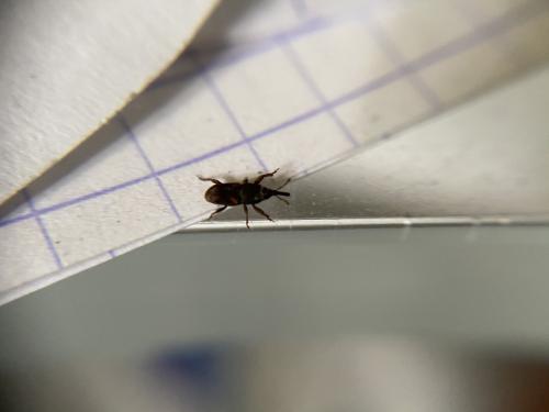 Réf. 277 178 : Sitophilus sp.