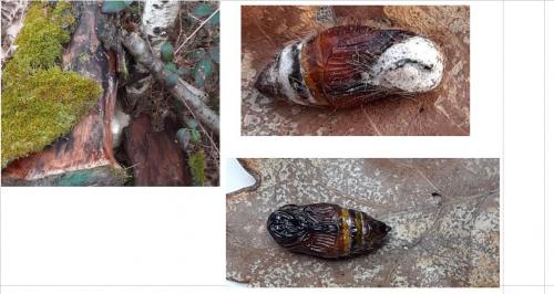 Calliteara pudibunda