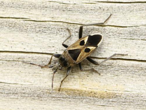 Réf. 277 378 : Lasiocoris anomalus