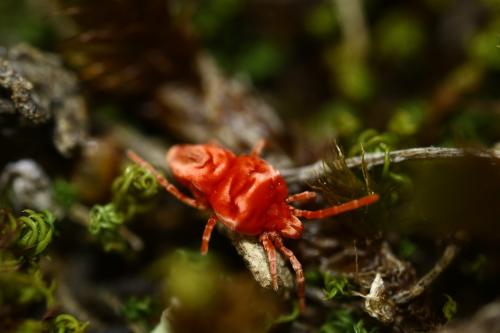 Eutrombidium sp.