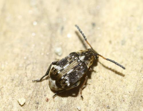 Bruchidius bimaculatus
