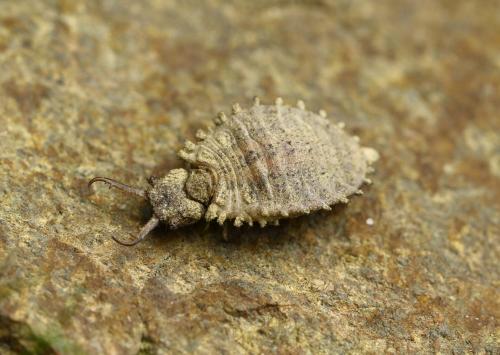 Libelloides sp.