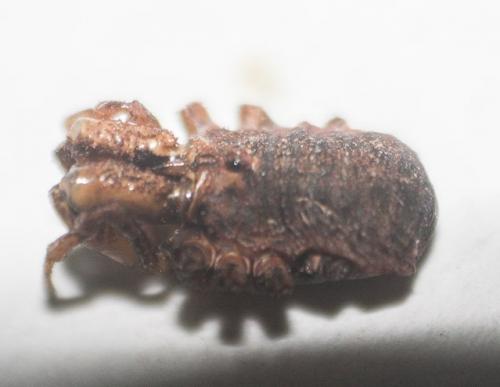Réf. 277 598 : Dacnopilio sp.