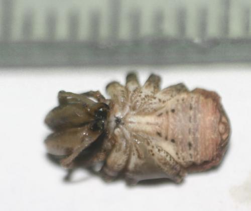 Dacnopilio sp.